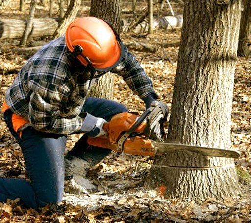 Tree Removal in Onley, VA